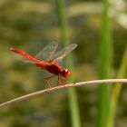 Libellula rossa