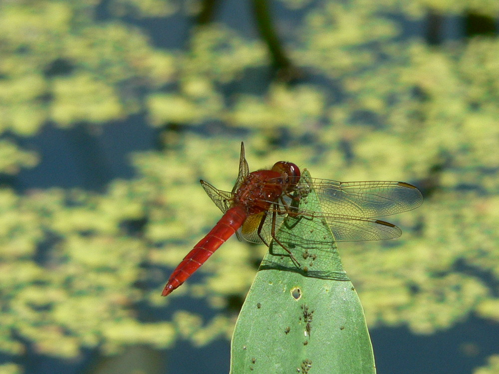 libellula scarlatta