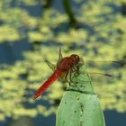 libellula scarlatta