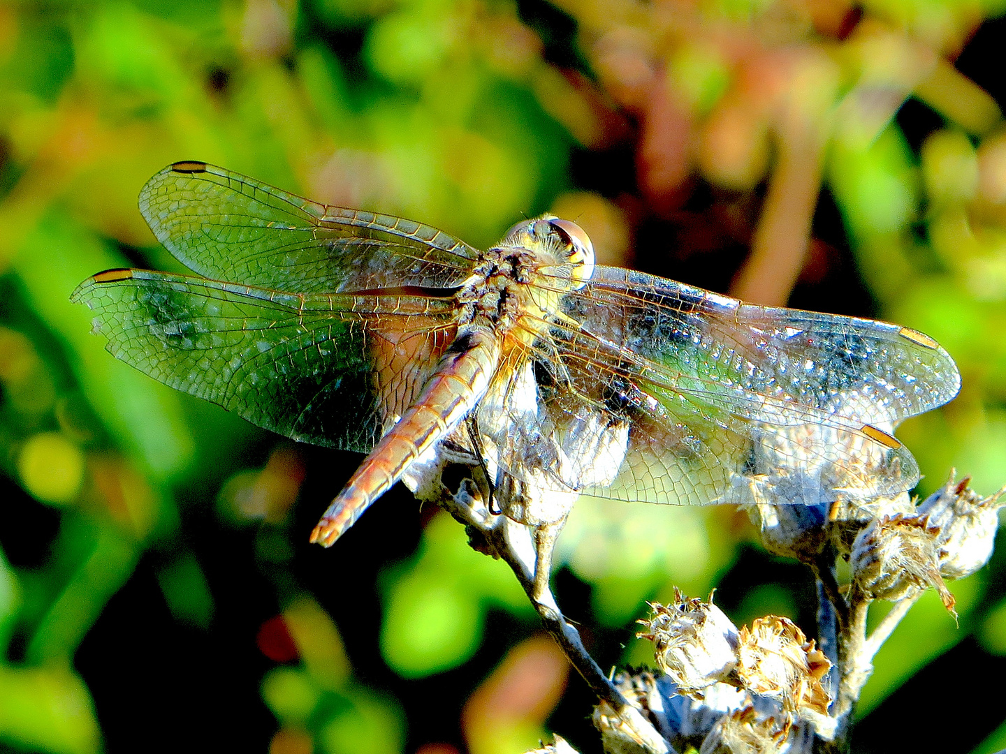 Libellula , sentiero Punta Baffe