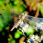 Libellula , sentiero Punta Baffe