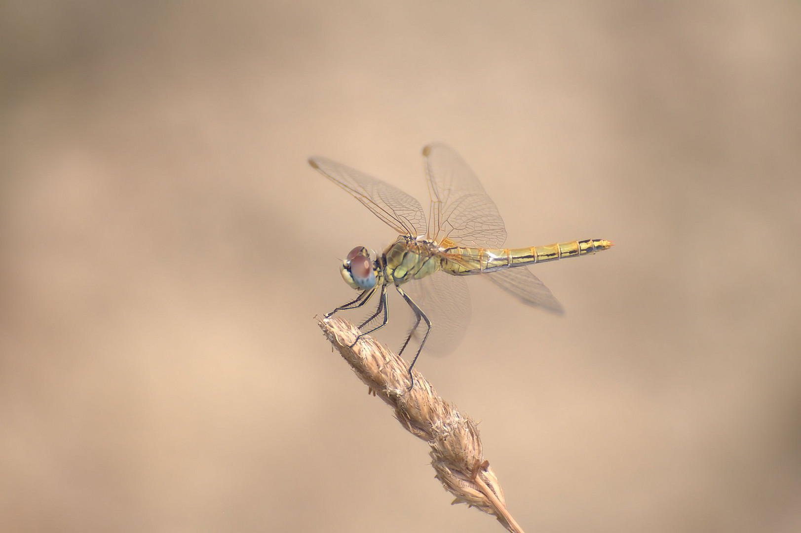 Libellula stravagante