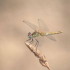 Libellula stravagante