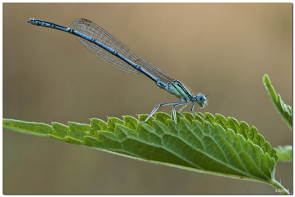 libellula su foglia verde