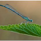 libellula su foglia verde