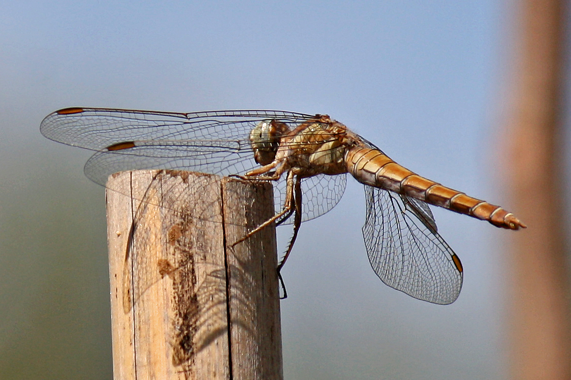 Libellula su una canna