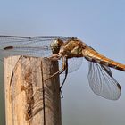 Libellula su una canna