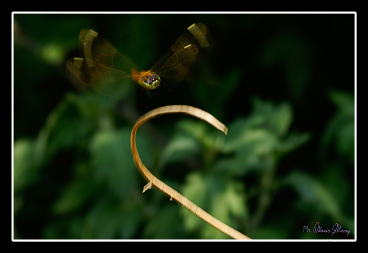 Libellula Sympetrum sanguineum