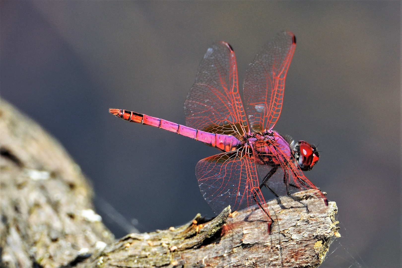 Libellula - Trithenis