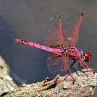 Libellula - Trithenis