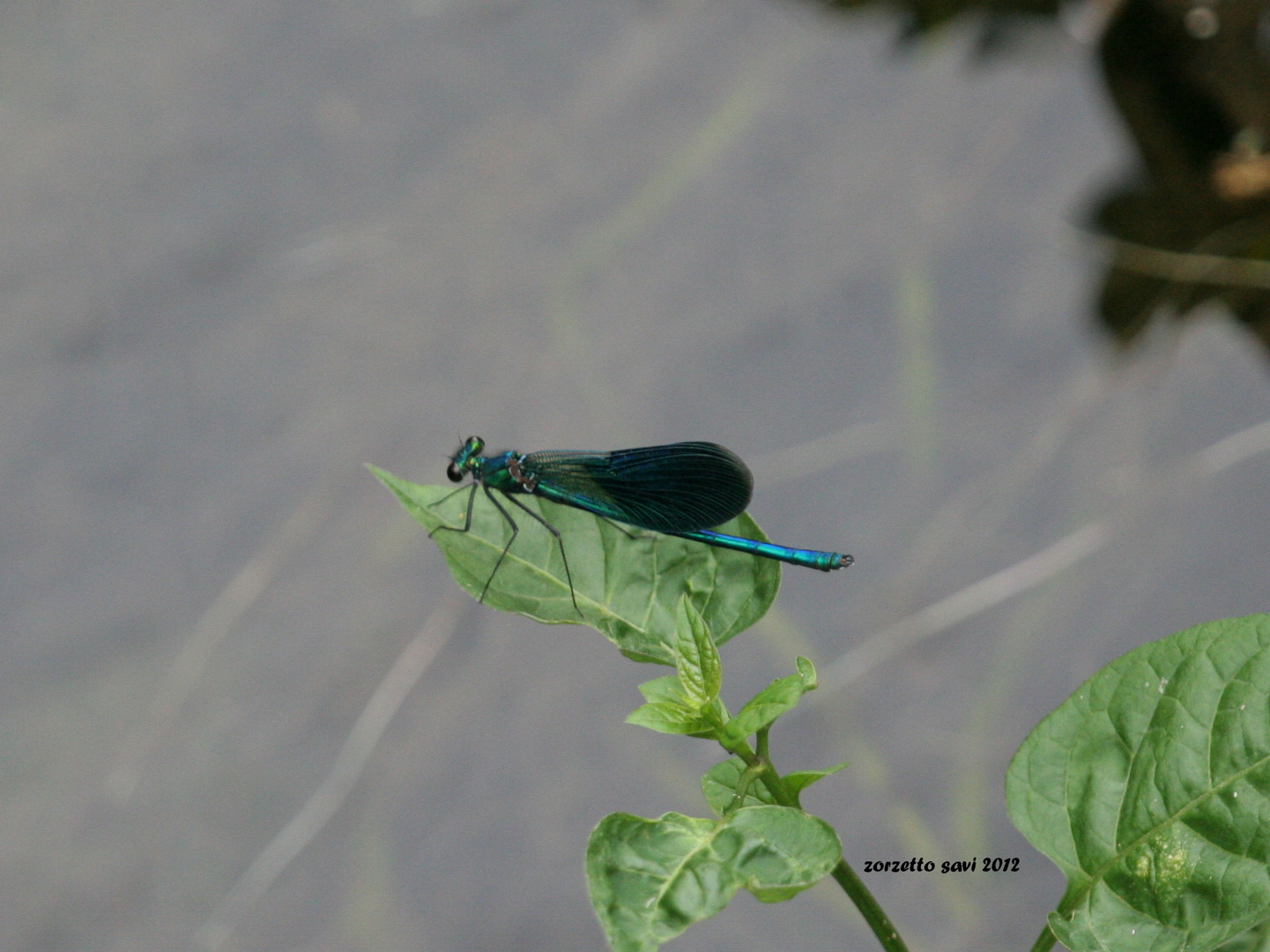 libellula verde