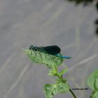 libellula verde