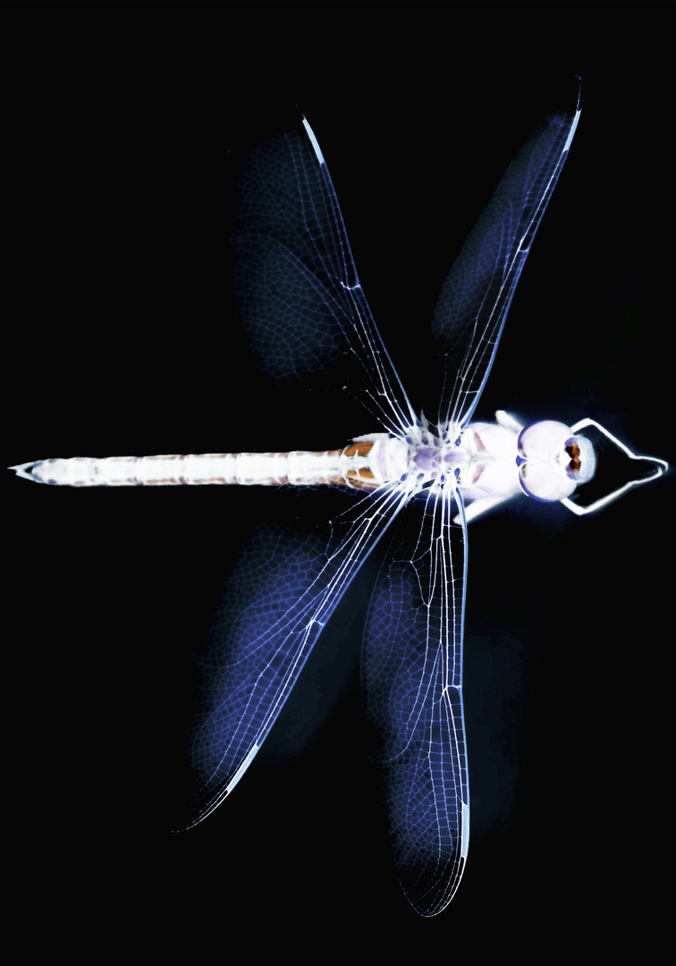 LIBELLULA X