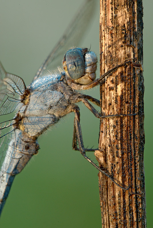 Libellula001