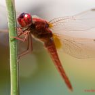 libellula1