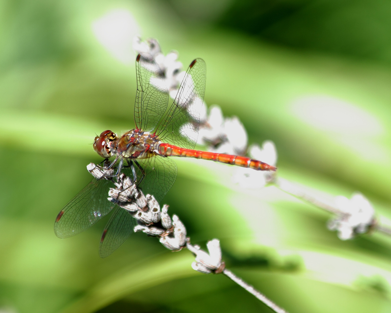 libellula2