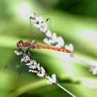 libellula2