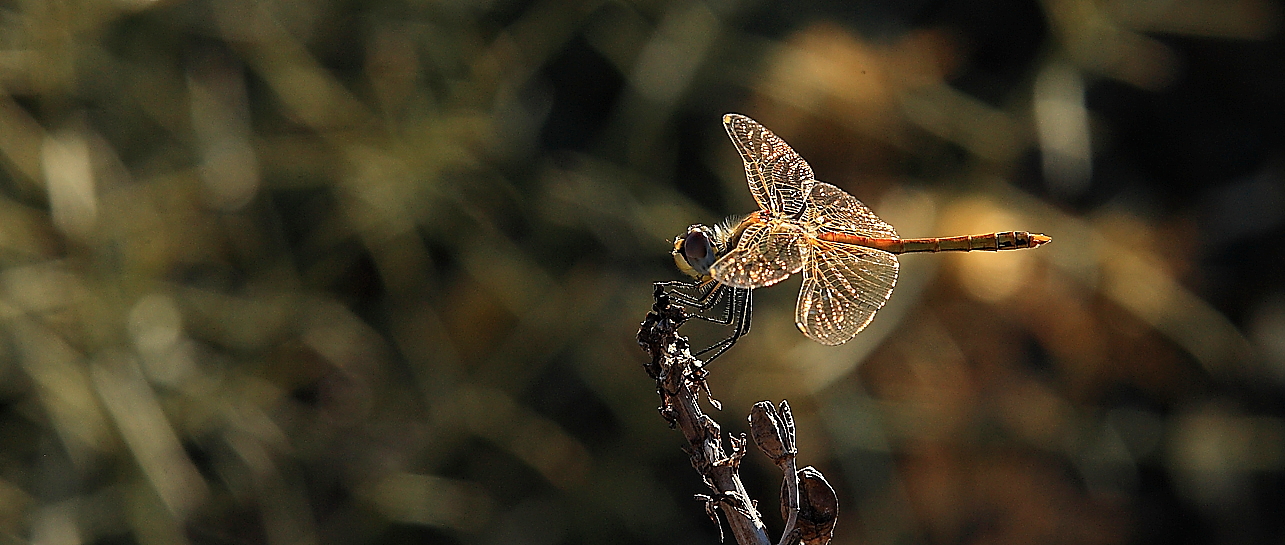 LIBELLULA2