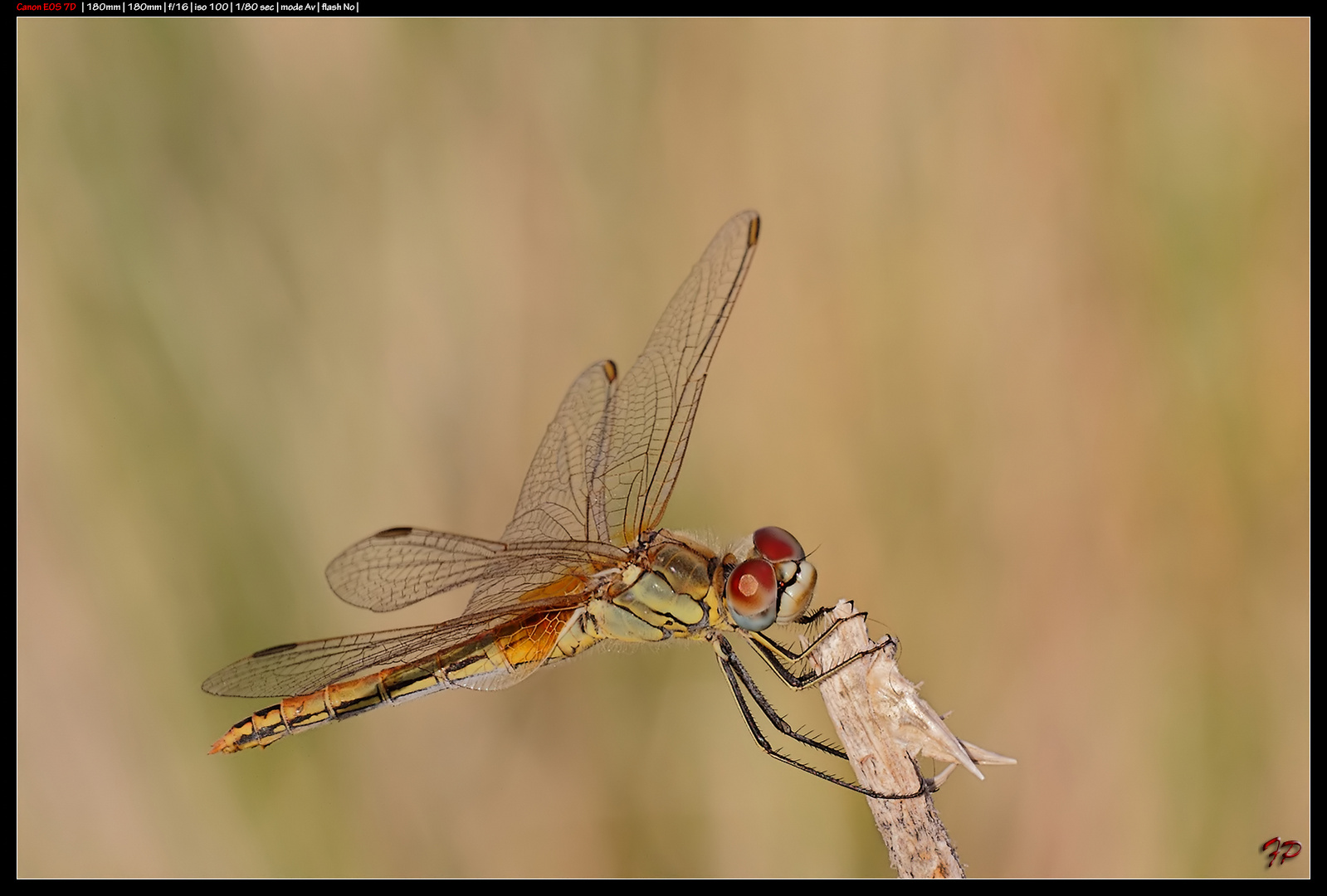 Libellula5