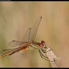 Libellula5