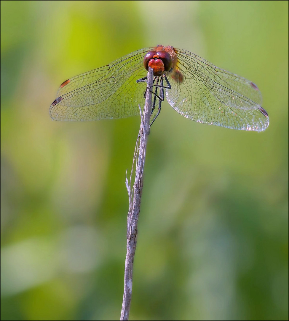 Libellule photo et image macro nature, macro insectes, libellules Images