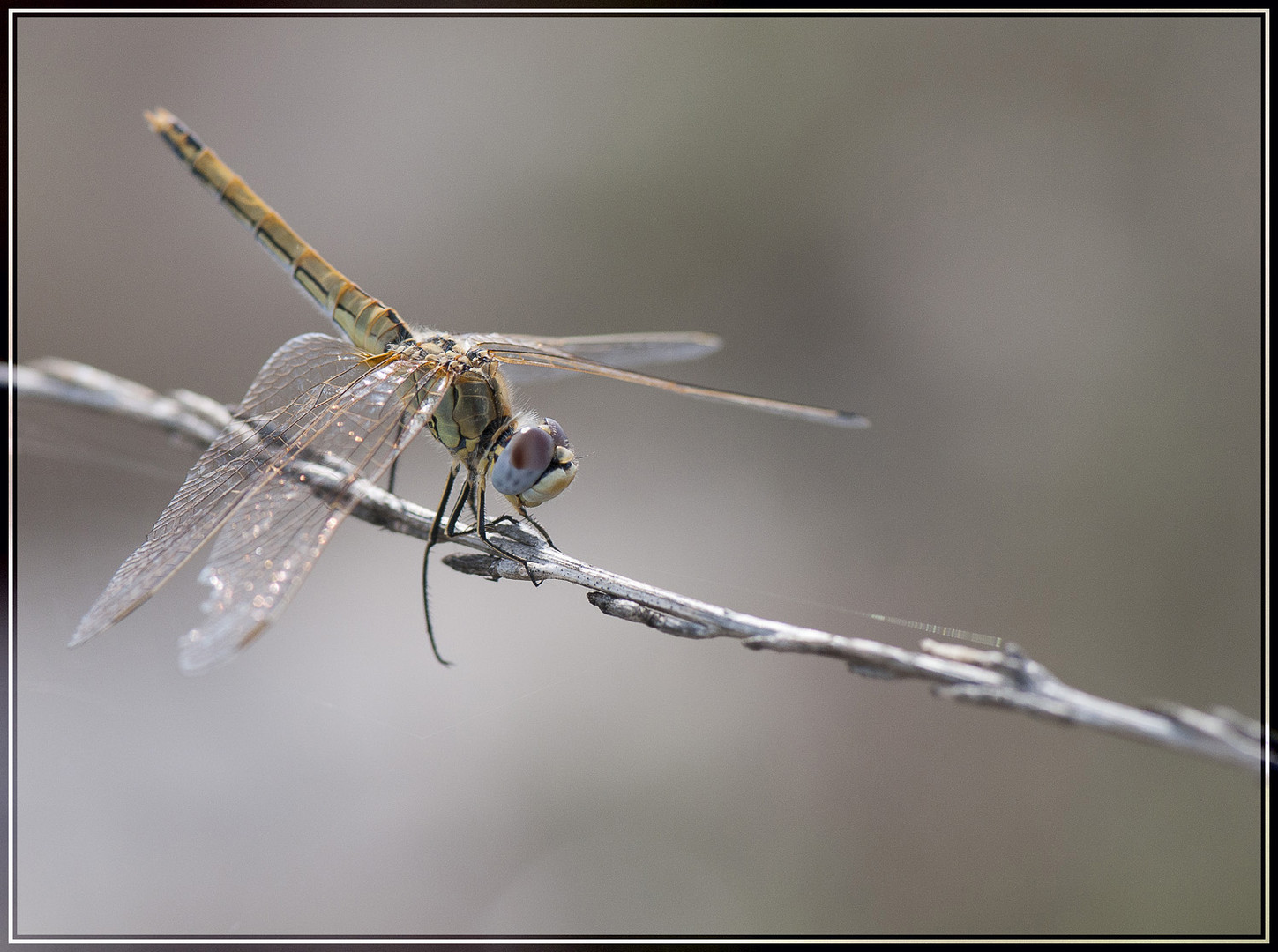 Libellule photo et image | macro nature, macro insectes, libellules ...