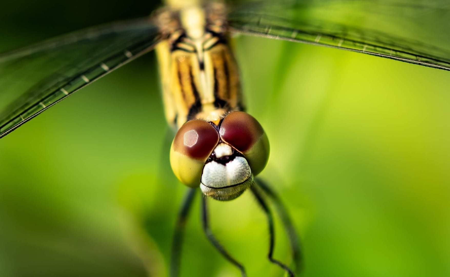 Libellule photo et image fotos, nature, photography Images