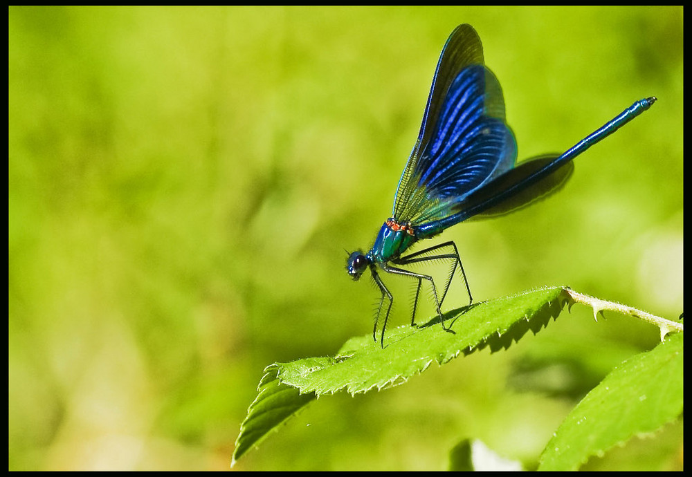 Libellule photo et image macro nature, macro insectes, nature Images