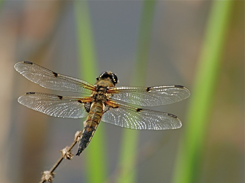 Libellule à 4 points