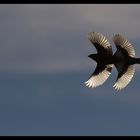 Libellule à plumes ou oiseau à quatre ailes.