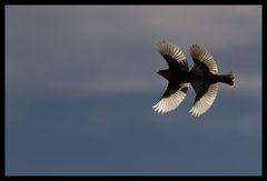 Libellule à plumes ou oiseau à quatre ailes.