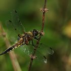 Libellule à quatre taches