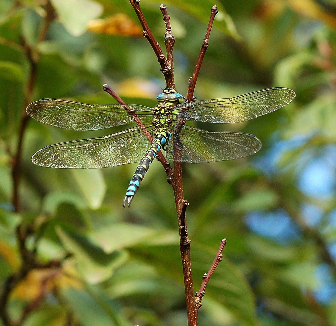 Libellule ( Aeschne bleue,mâle ).