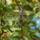 Libellule ( Aeschne bleue,mâle ).