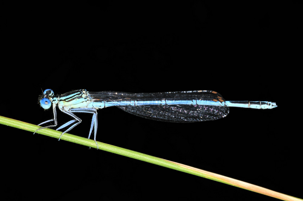 LIBELLULE Agrion Jouvencelle - FABRICE FRANQUEZA