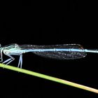 LIBELLULE Agrion Jouvencelle - FABRICE FRANQUEZA