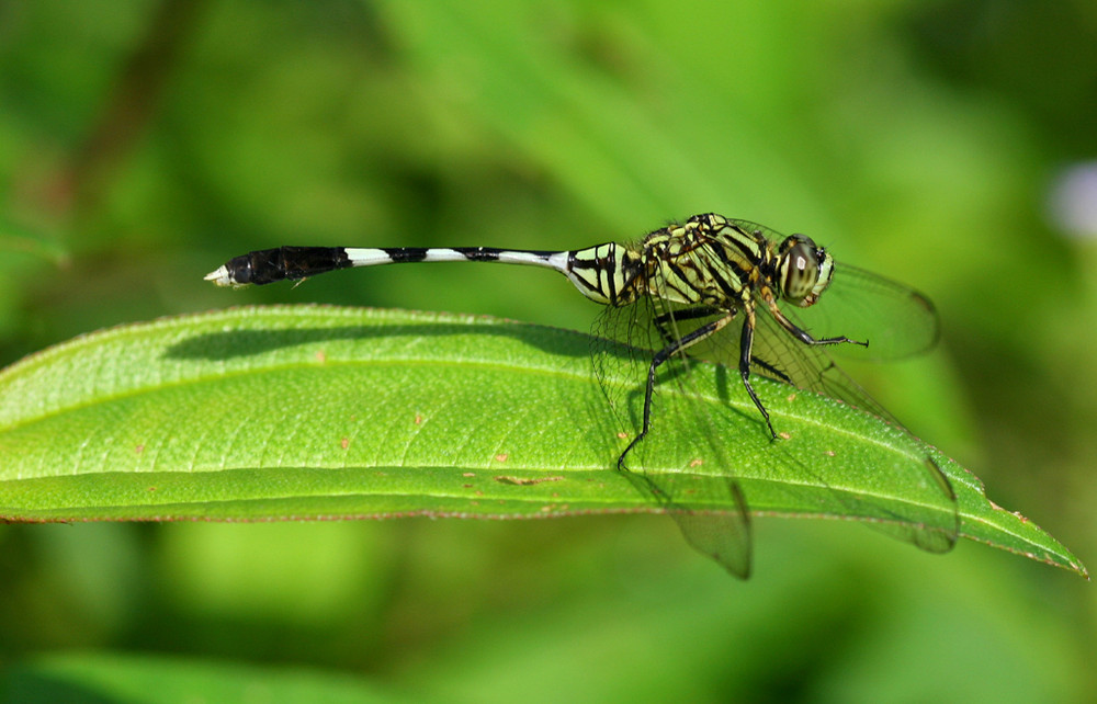 Libellule asiatique (2)