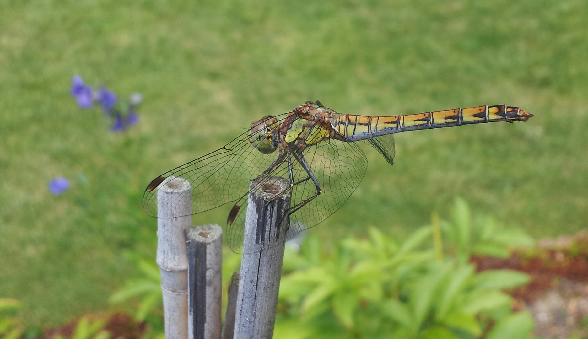 Libellule au jardin