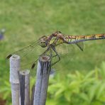 Libellule au jardin