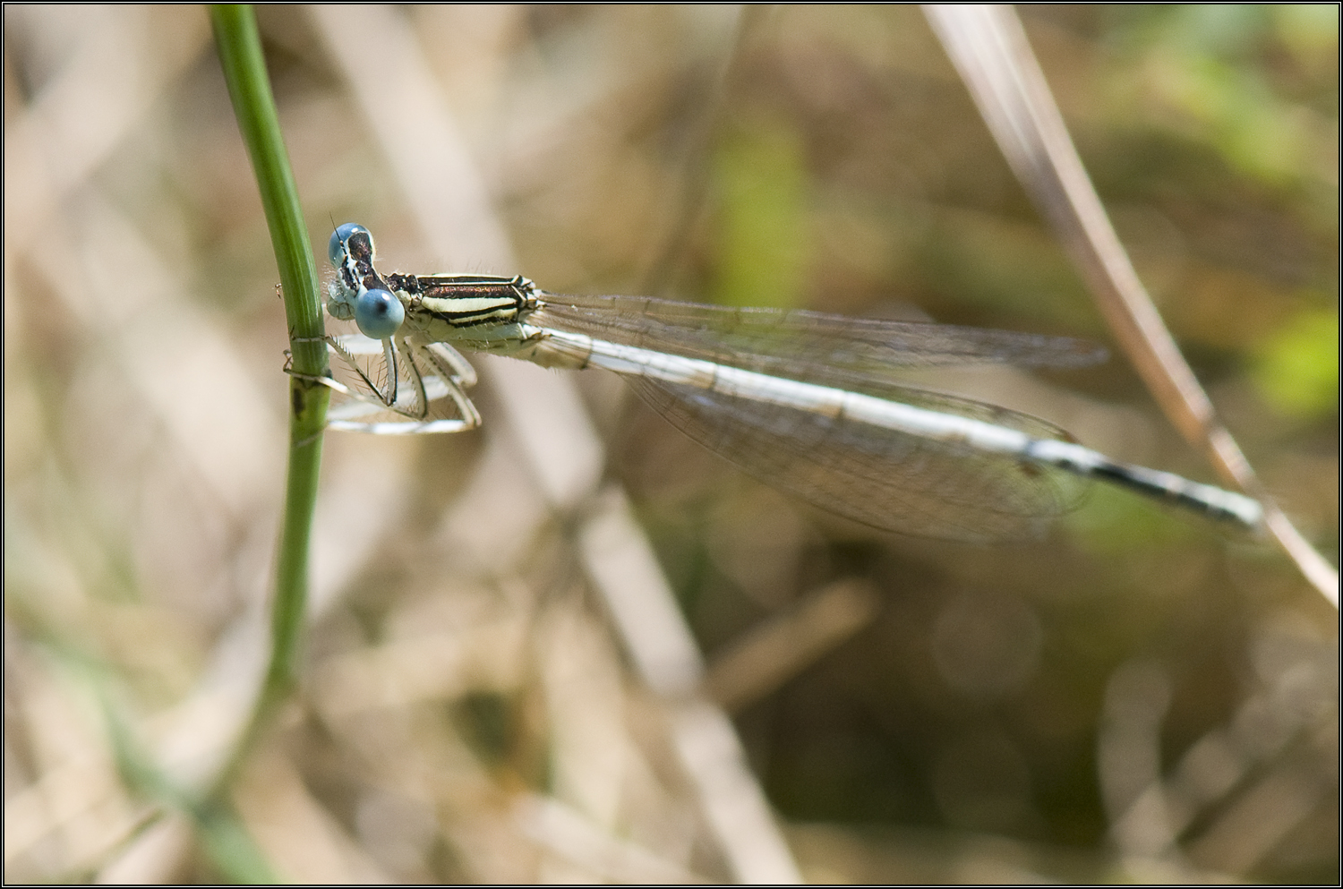 Libellule aux yeux bleus