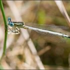 Libellule aux yeux bleus