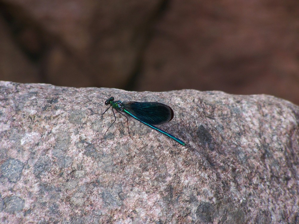 libellule bleu de cicici 