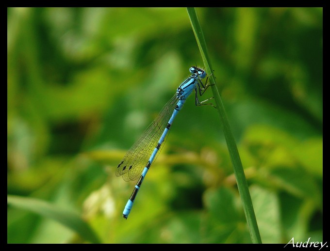 Libellule Bleue