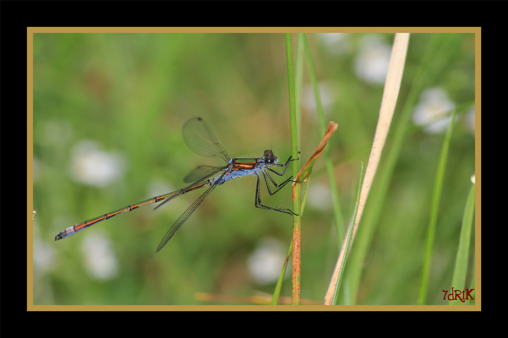 Libellule bleue