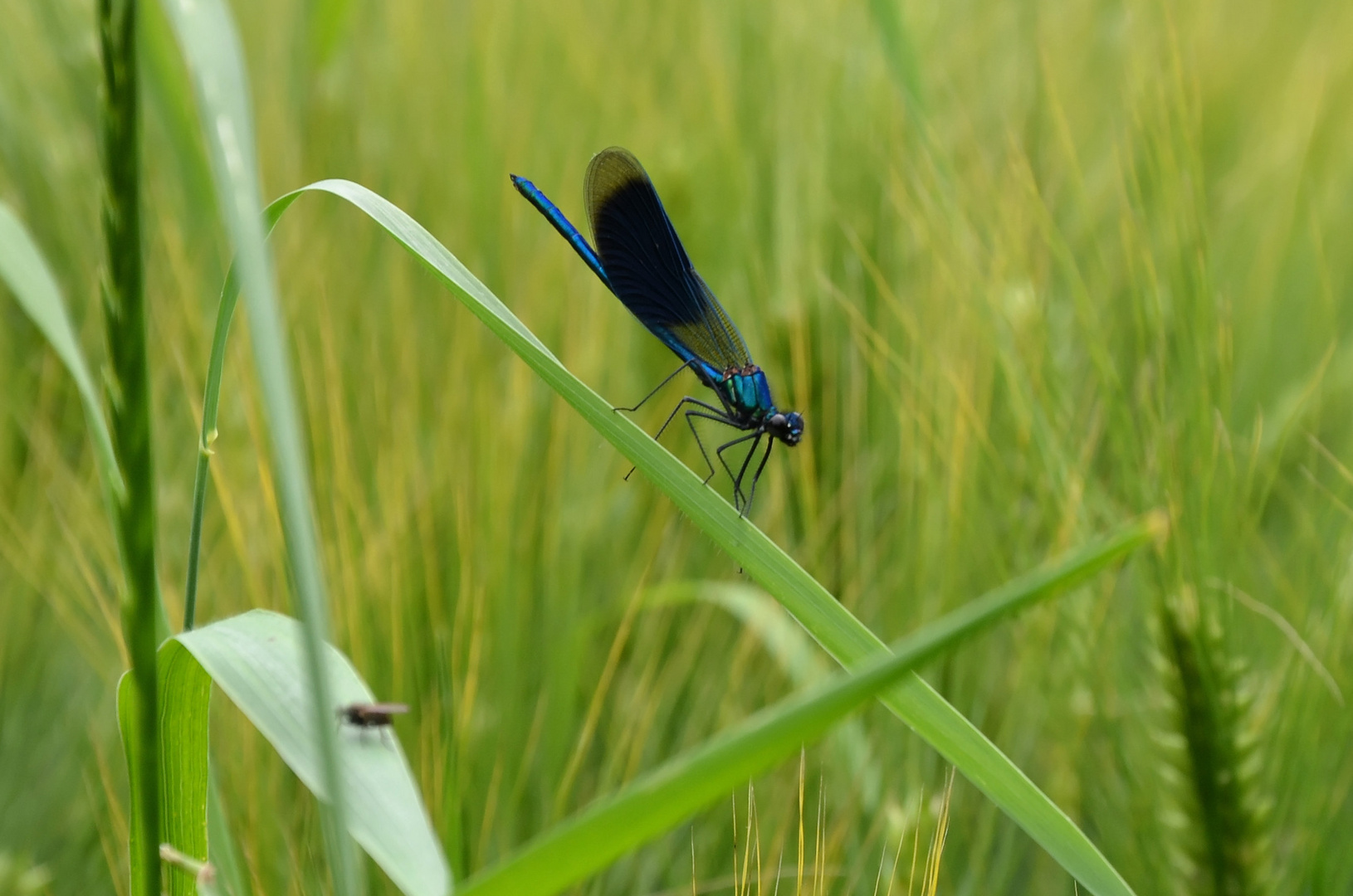 Libellule Bleue