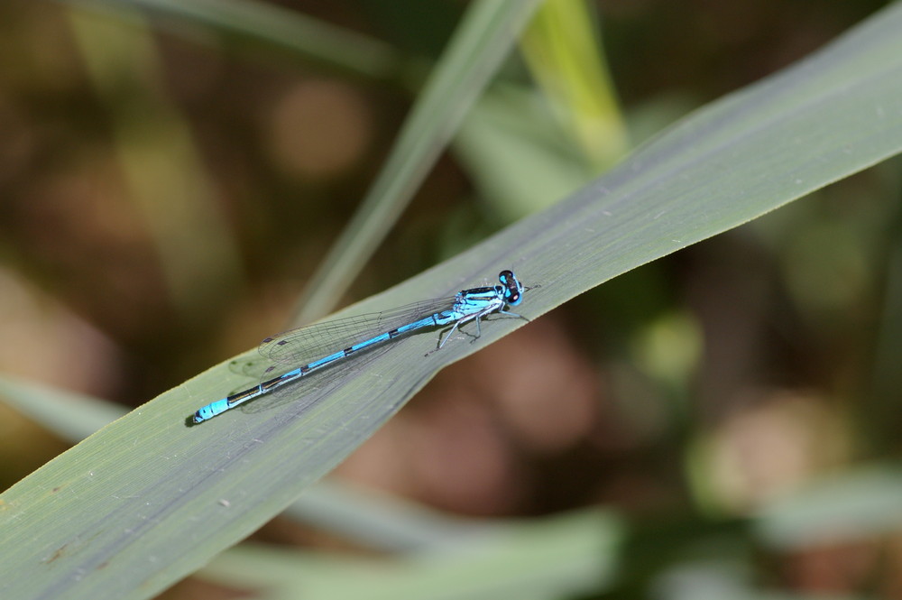 Libellule bleue