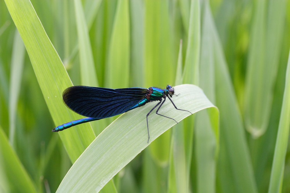 Libellule bleue Image & Photo de Nicole Druart de Concours photo La