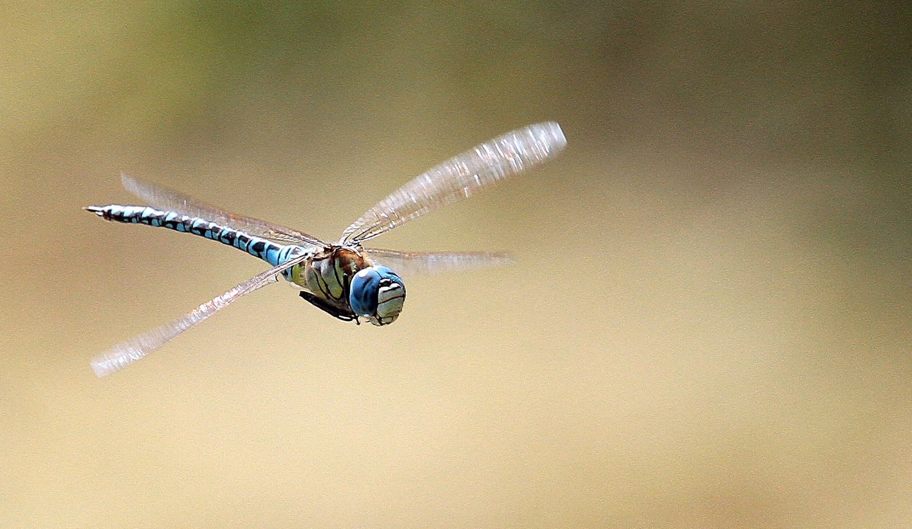 libellule bleue