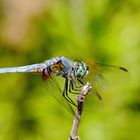 Libellule bleue de Californie