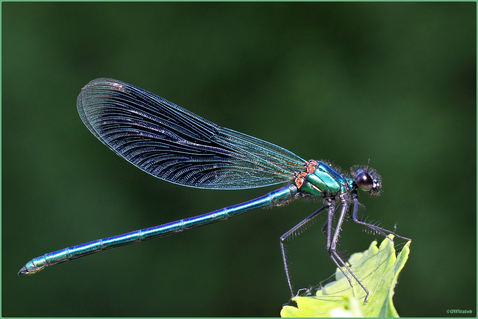 Libellule bleue; Libelle